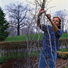 gardener ties branches of trellis together at the top