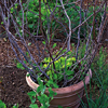 lettuce is planted in the center of the pot and then filled with sweet pea vines
