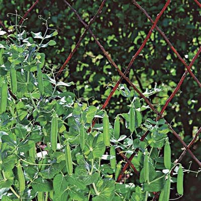 plant peas and watch them climb