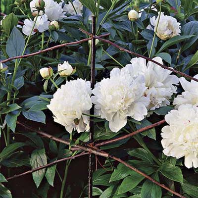 beef up twig supports for peonies