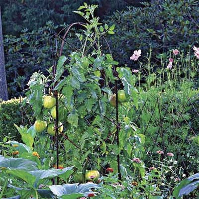 reinforce framework for tomatoes