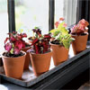 easy to propagate variegated coleus outdoors