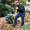 Loosen the clump divide daylilies