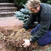 Dig up and remove rootball 