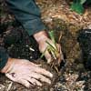 Replant the divided clump divide daylilies