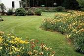 How To Divide Daylilies