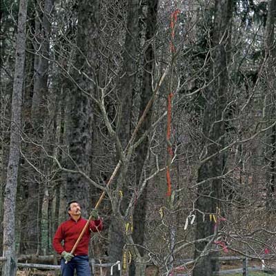 man marking branches to cut first when pruning a tree