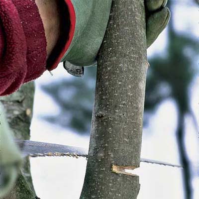 saw making first of three cuts to correctly prune a tree