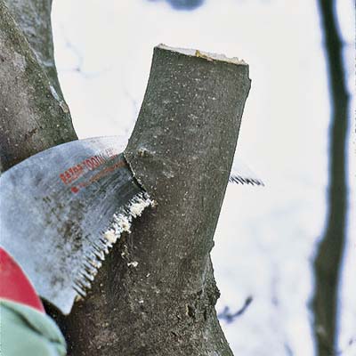 saw making two of three cuts to correctly prune a tree