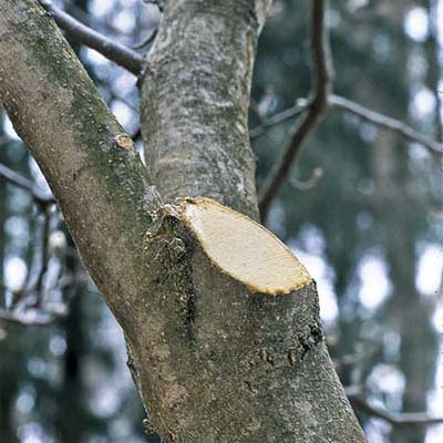 stump of a cut branch from a correctly pruned tree