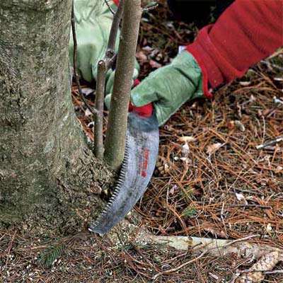 saw cutting suckers off the base to correctly prune a tree
