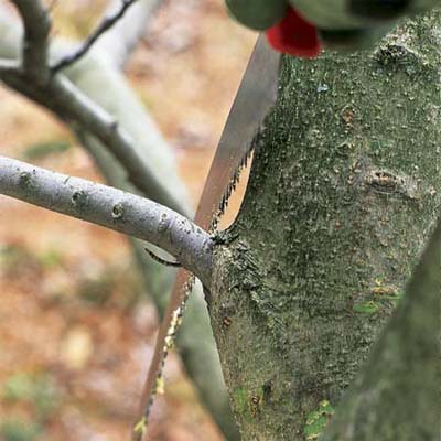 proper saw position near the branch collar to correctly prune a tree