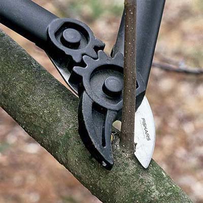 clippers cutting off a water sprout when working to correctly prune a tree
