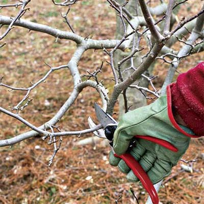 clippers off an inward growing or rubbing branch when working to correctly prune a tree