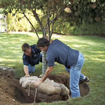two men roll balled and burlapped tree into hole to plant it