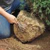 Man teasing out roots from a tree