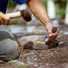 cutting stones for building a fieldstone wall