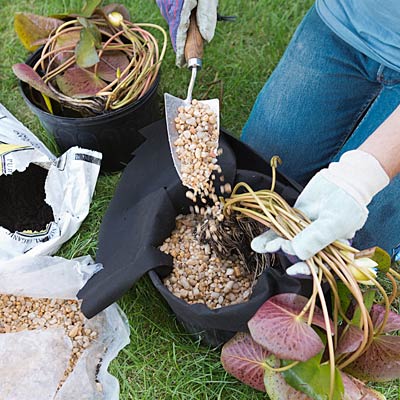 planting the waterlilies