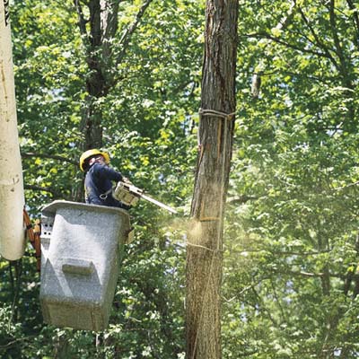 professional tree removal, step 3, removing the crown