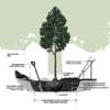 Planting a Tree tout