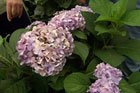 hydrangea bushes