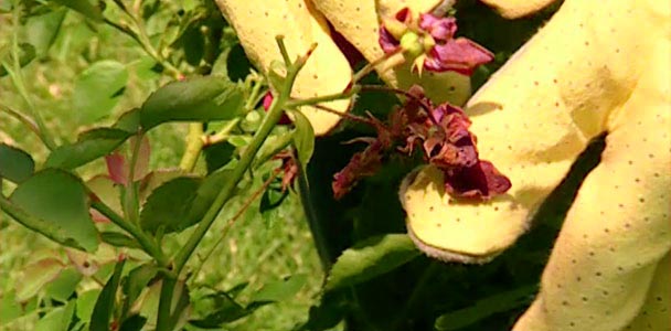 Pruning and Training Roses