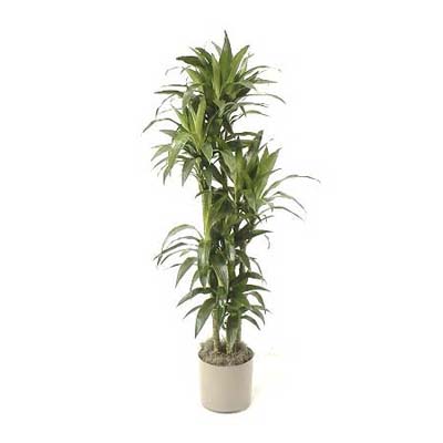 corn plant with wide leaves