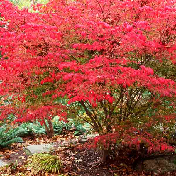 Problem Plant: Burning Bush | Avoid Invasives: Plant This, Not That ...